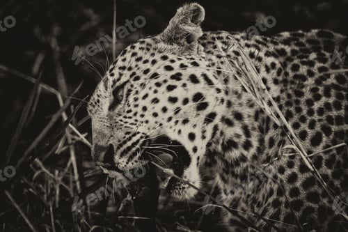Preview: Vintage Style Image Of A Leopard In The Okavango Delta, Botswana
