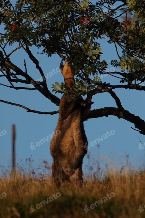 Preview: Chamois (Rupicapra Rupicapra) Vosges Mountains, France