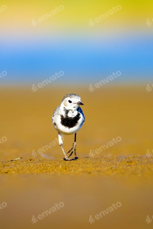 Preview: Cute Bird. Black White Little Bird. Yellow, Blue Nature Background. White Wagtail / Motacilla Alba