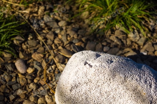 Preview: White Porous Stone Lying On The Gravel Path With Green Grass, Evening Light