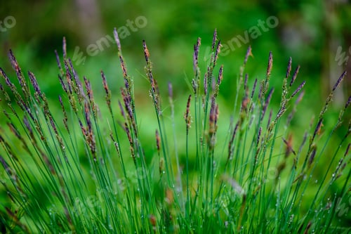Preview: Green Spring Foliage Macro Close Up In Nature. Textured Background Image, Blur Background