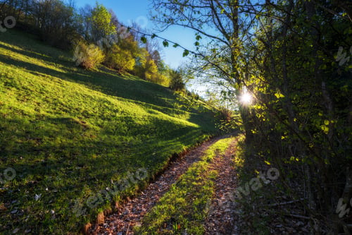 Preview: Sunrise In The Spring Forest