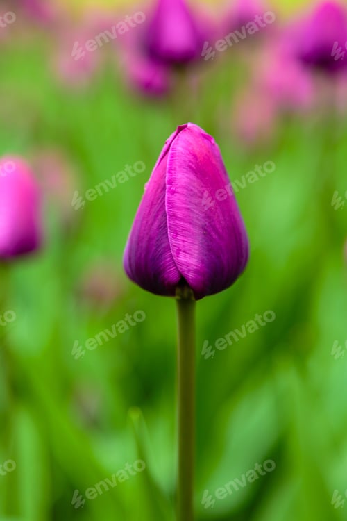 Preview: Purple Flower Of Tulip Sort Negrita. Hybrids Of Tulips - A Beautiful Spring Bulbs. Growing Bulbous