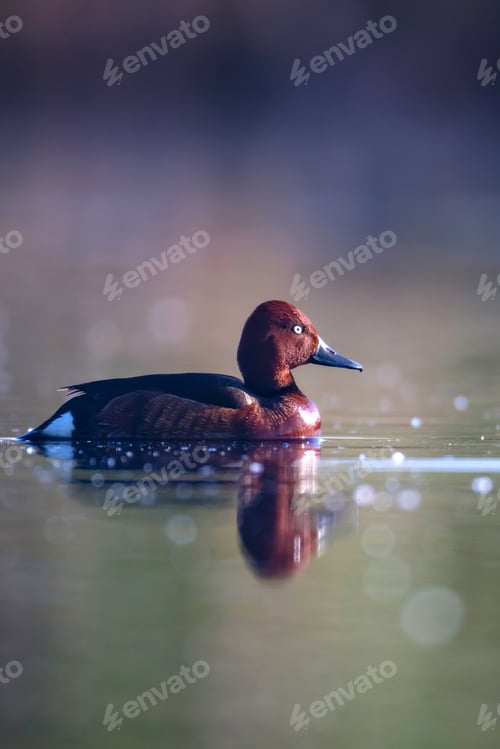 Preview: Swimming Duck. Natural Lake Habitat Background. Bird: Ferruginous Duck. Aythya Nyroca.