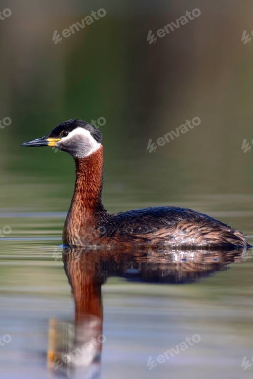 Preview: Swimming Bird. Bird: Green, Blue Nature Background. Red Necked Grebe. Podiceps Grisegena.