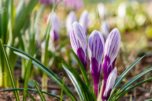 Preview: Beautiful Spring Background With Close-Up Of A Group Of Blooming Purple, Yellow, White Crocus