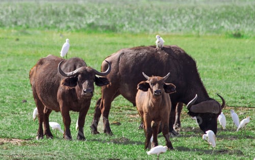 Preview: African Buffalos In The Lake Manyara National Park, Tanzania
