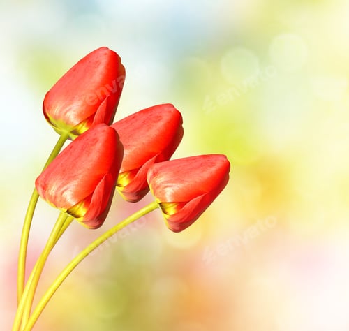 Preview: Bright And Colorful Flowers Tulips On The Background Of Spring Landscape.