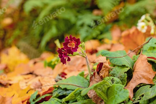 Preview: The Purple Primrose Flowering In Autumn Garden