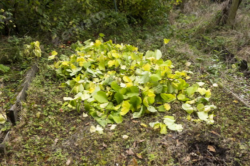 Preview: A Pile Of Cut Branches And Leaves