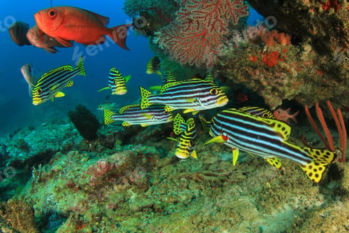 Preview: Oriental Sweetlips Fish And Crescent-Tail Bigeyes