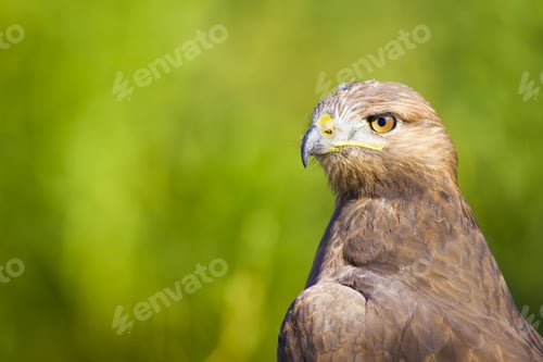 Preview: Bird Of Prey. Green Nature Background Long Legged Buzzard / Buteo Rufinus