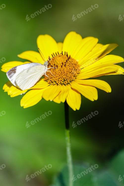 Preview: Butterfly On Yellow Daisy
