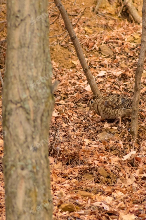 Preview: Camouflage Bird Woodcock. Brown Dry Leaves Background. Bird: Eurasian Woodcock. Scolopax Rusticola.