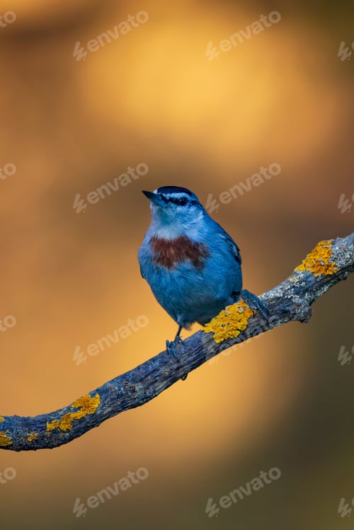 Preview: Cute Little Bird. Autumn Nature Background. Bird: Krupers Nuthatch. Sitta Krueperi.