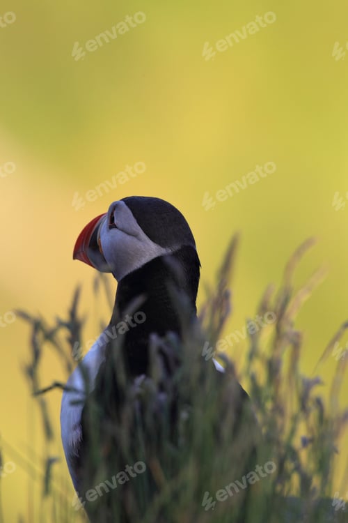 Preview: Atlantic Puffin Or Common Puffin, Fratercula Arctica, Norway