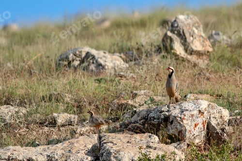 Preview: Nature And Partridge. Common Bird: Chukar Partridge. Alectoris Chukar. Nature Habitat Background.