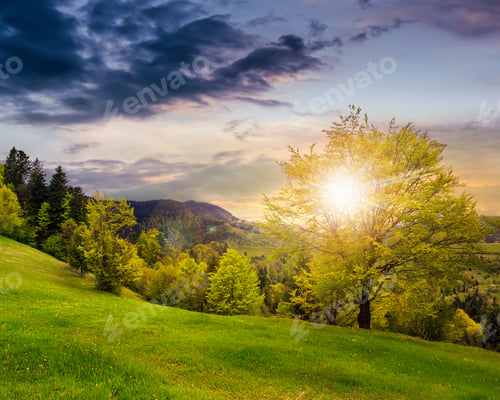 Preview: Summer; Landscape. Forest On The Meadow Near The Forest On Hillside Of Mountain In Fog At Sunset