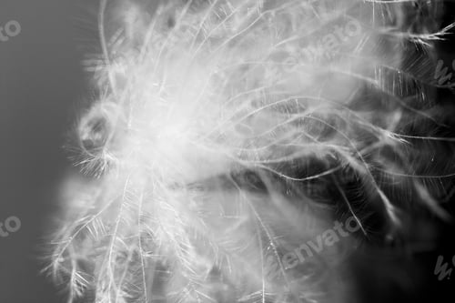 Preview: Fluffy Dried Seed From A Wild Plant - In The Field With Natural Background