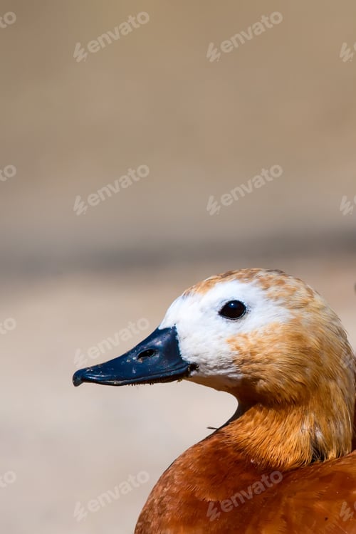 Preview: Cute Bird. Ruddy Shelduck. Natural Background.