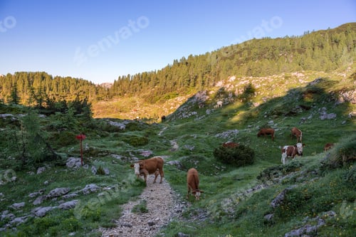 Preview: Cows On The Meadows In Triglav National Park In Slovenia