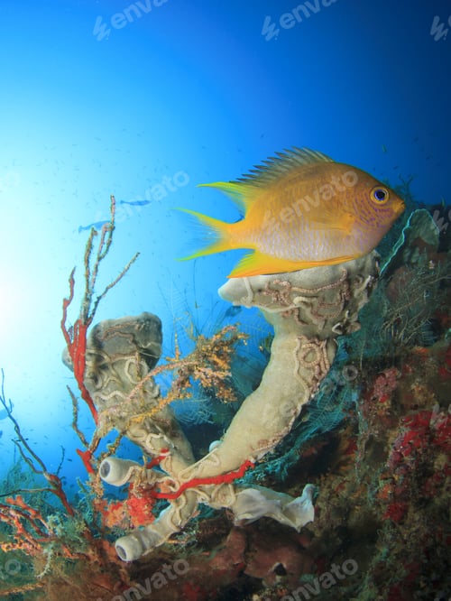 Preview: Damselfish And Sponge On Underwater Coral Reef