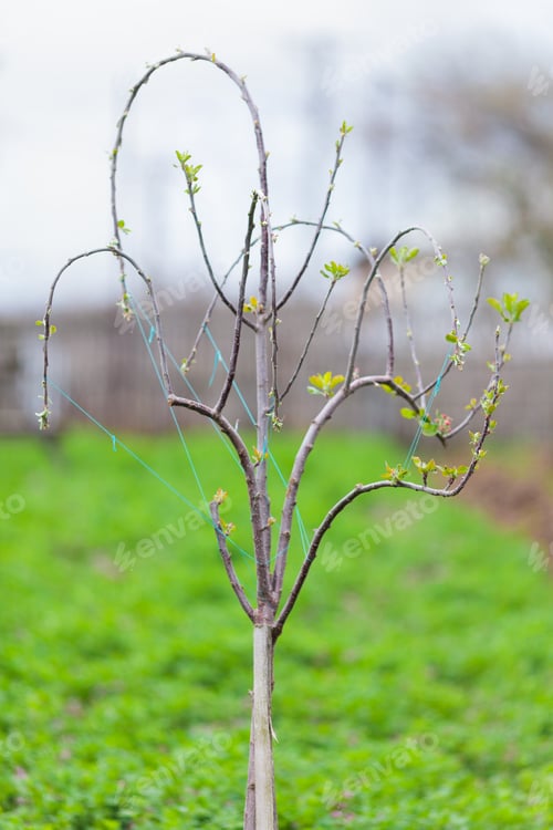 Preview: Closeup Of An Young Apple Tree With Curved Branches In An Orchard On Springtime