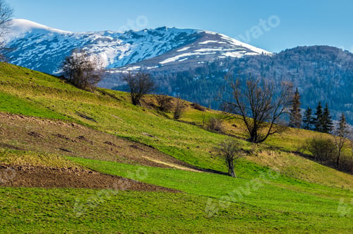 Preview: Carpathian Mountain Peaks In Snow Above Green Rural Meadow In Spring Season