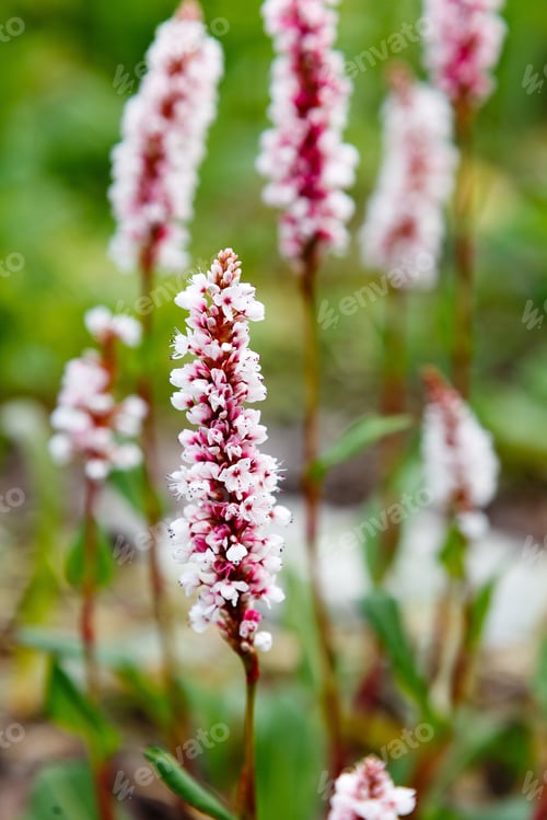 Preview: Polygonum Affine Is A Medicinal Plant In The Garden