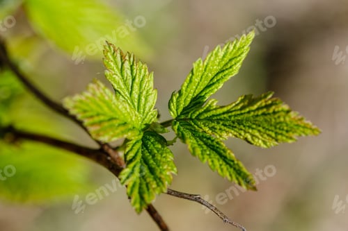 Preview: Fresh Young Tree Leaves In Spring. Macro Shoot With Blur Background