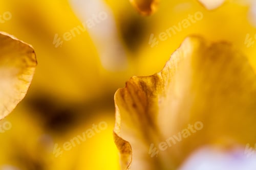 Preview: Beautiful Iris Flower With Details