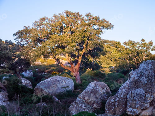 Preview: Old Cork Oak In The Andalusian Countryside. "Parque De Los Alcornocales", Algeciras, Andalusia