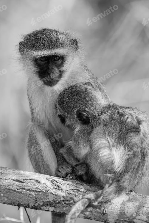 Preview: Vervet Monkeys (Chlorocebus Pygerythrus) In Kruger National Park, South Africa