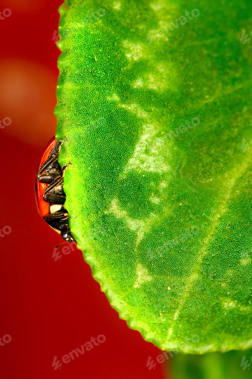 Preview: Cute Lady Bird. Natural Red Background. Ladybug.