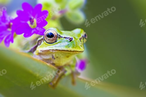 Preview: Cute Tree Frog Green Nature Background