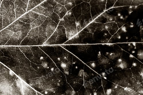 Preview: Texture With Rotten Leaves With Fibers
