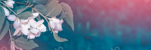 Preview: White Jasmine. The Branch Delicate Spring Flowers