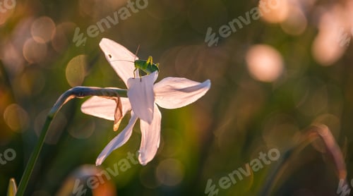 Preview: Grasshopher On A Spring Flower