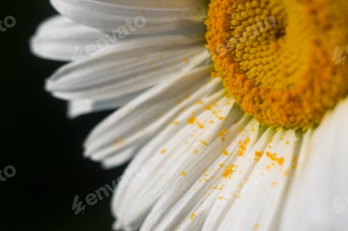 Preview: Blooming Camomile, Beautiful Nature Scene, Summer Background, Selective Focus