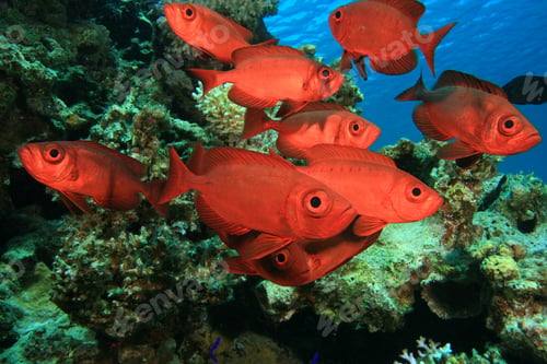 Preview: Shoal Of Crescent-Tailed Bigeye Fish On A Coral Reef In The Red Sea
