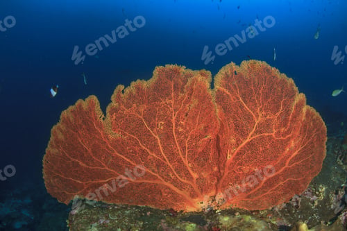 Preview: Coral Reef And Fish. Underwater Ocean