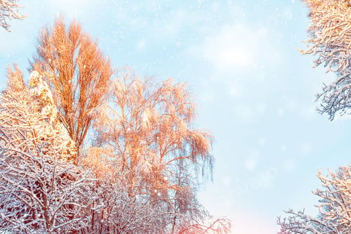 Preview: Frozen Winter Forest With Snow Covered Trees. Outdoor