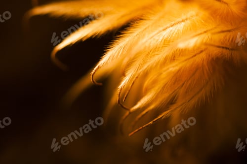 Preview: Abstract Composition With Dried Clematis Seeds And Light