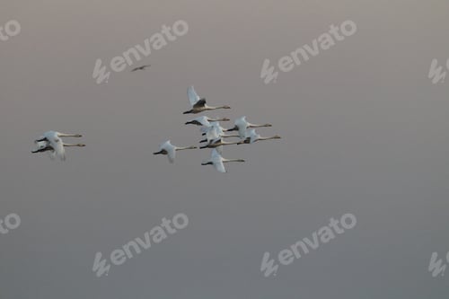 Preview: Whooper Swan (Cygnus Cygnus),Mecklenburg Germany