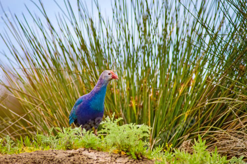 Preview: Blue Bird. Purple Swamphen. Nature Background.