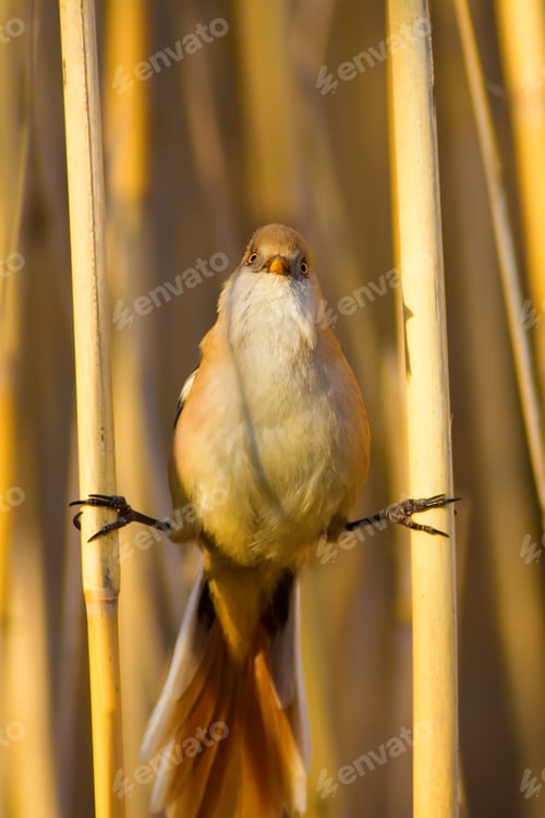Preview: Funny Bird. Yellow Nature Background. Bearded Reedling / Panurus Biarmicus