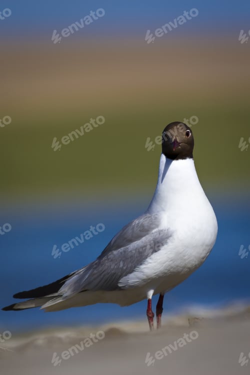 Preview: Gull And Nature Background Black Headed Gull Chroicocephalus Ridibundus