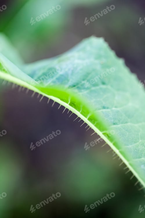 Preview: Green, Abstract Composition With Leaf Texture And Soft Focus