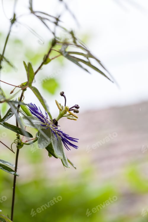 Preview: Passion Flower (Passiflora Incarnata) With Details