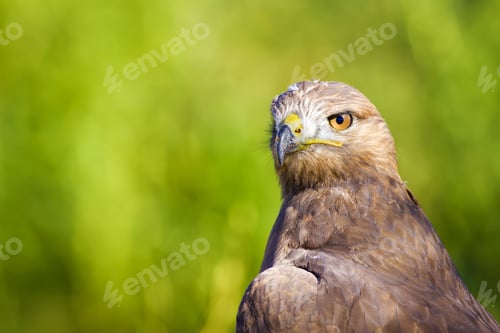 Preview: Bird Of Prey. Green Nature Background Long Legged Buzzard / Buteo Rufinus